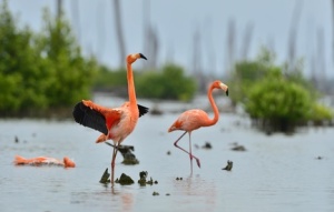 Karibische Flamingos (Phoenicopterus ruber)
